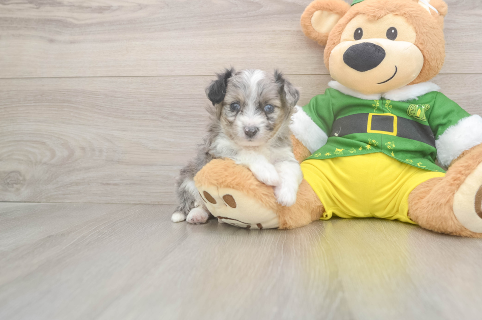5 week old Aussiechon Puppy For Sale - Premier Pups