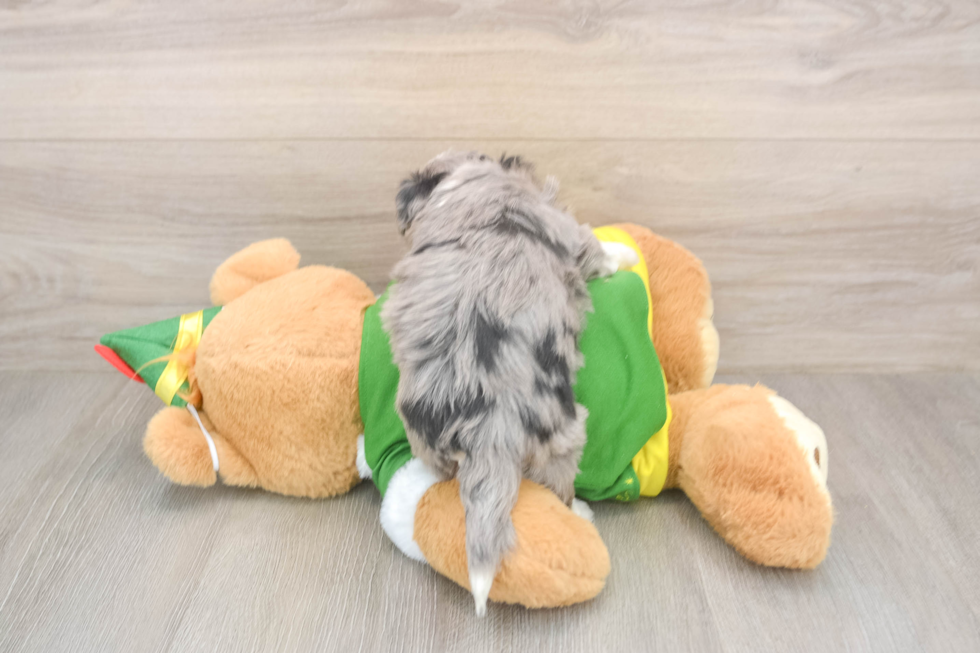 Aussiechon Pup Being Cute