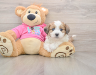 5 week old Aussiechon Puppy For Sale - Premier Pups