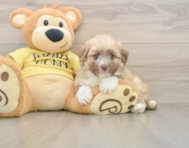 6 week old Aussiechon Puppy For Sale - Premier Pups