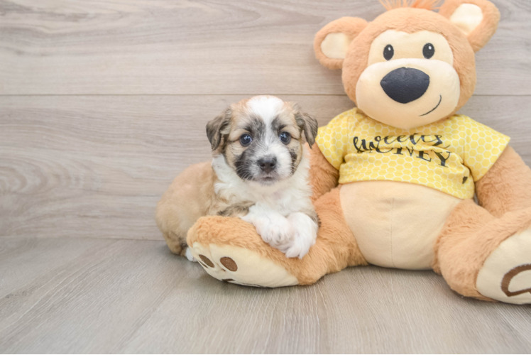 Aussiechon Puppy for Adoption