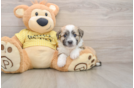 Fluffy Aussiechon Designer Pup