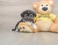 7 week old Aussiechon Puppy For Sale - Premier Pups