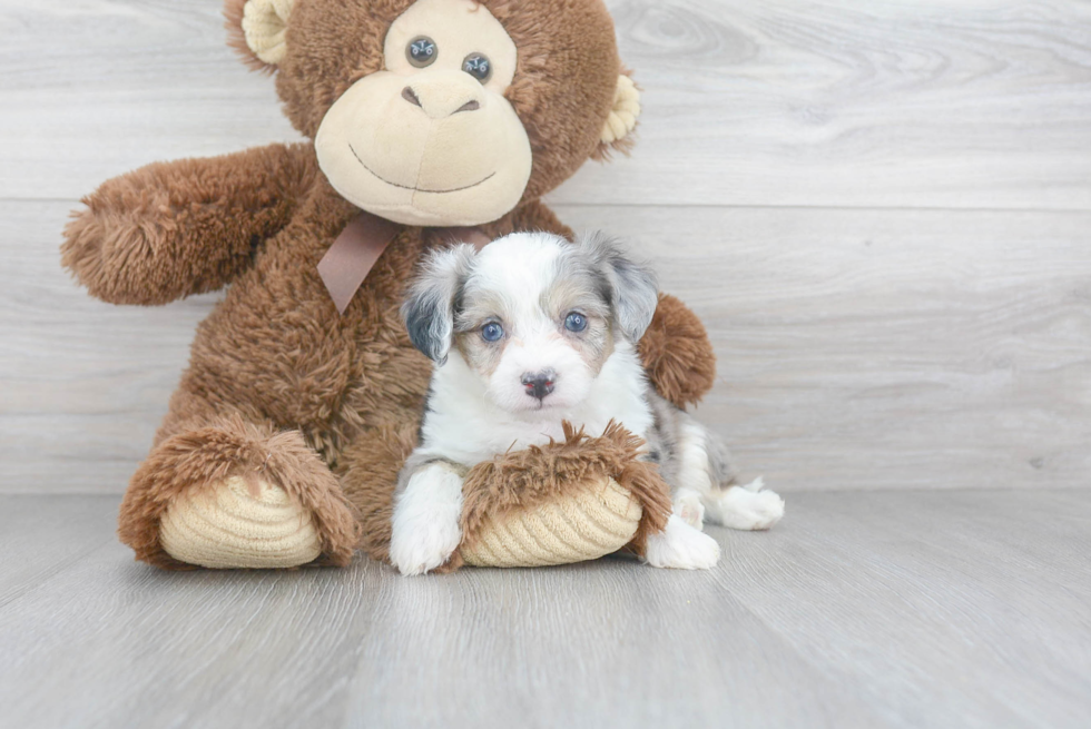 Small Aussiechon Baby