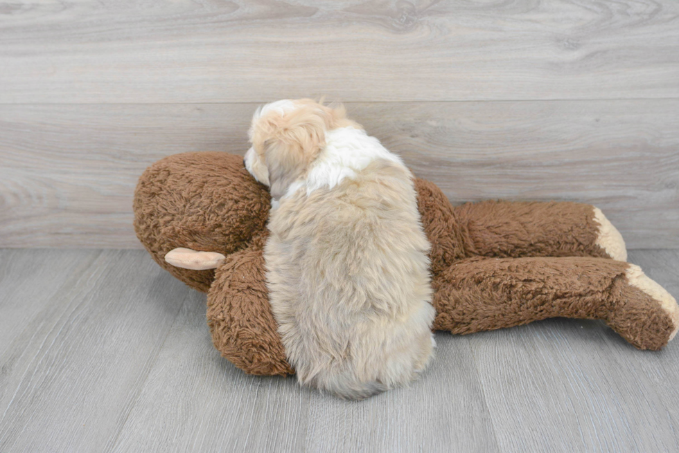 Fluffy Aussiechon Designer Pup