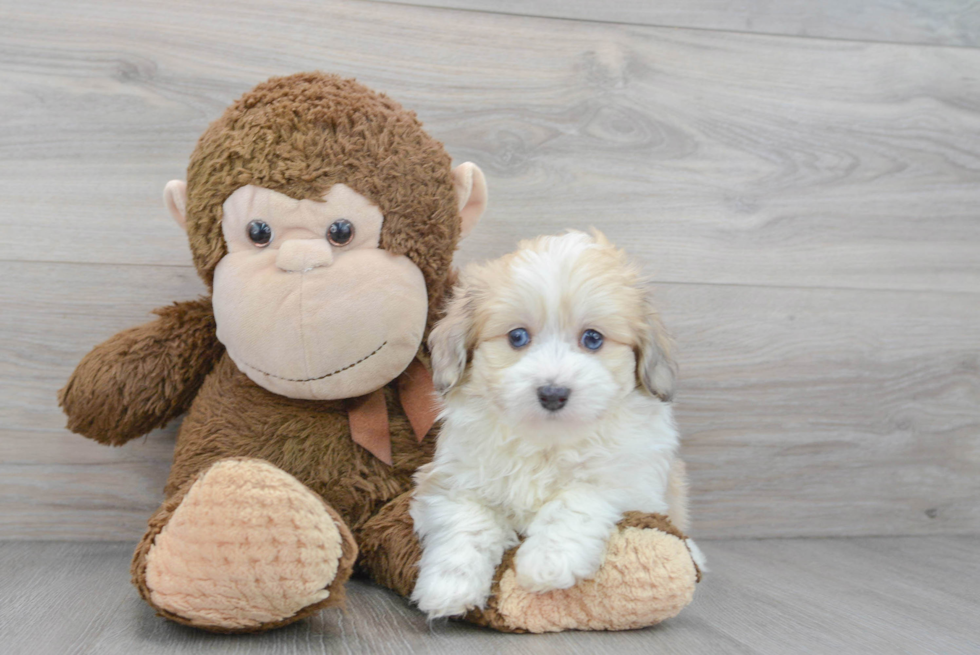 Aussiechon Puppy for Adoption