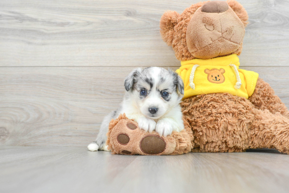 Aussiechon Puppy for Adoption