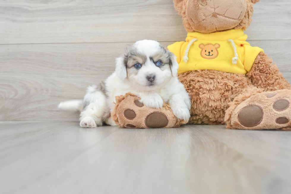 Aussiechon Puppy for Adoption