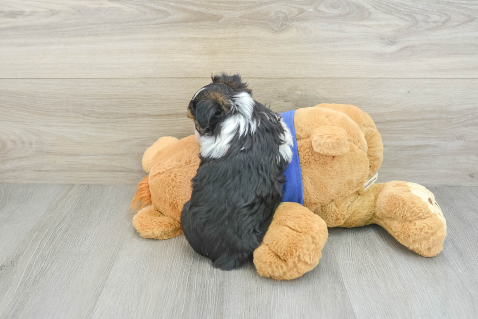 Hypoallergenic Aussie Bichon Designer Puppy