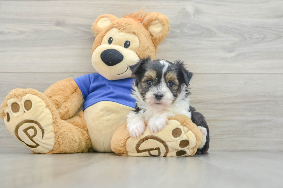 9 week old Aussiechon Puppy For Sale - Premier Pups