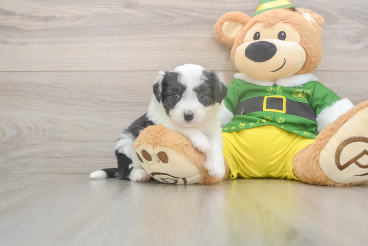 Small Aussiechon Baby