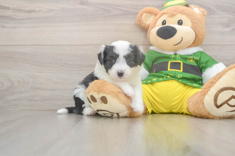 5 week old Aussiechon Puppy For Sale - Premier Pups