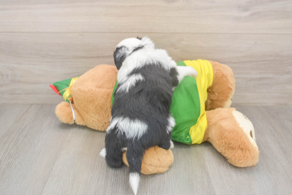 Aussiechon Pup Being Cute