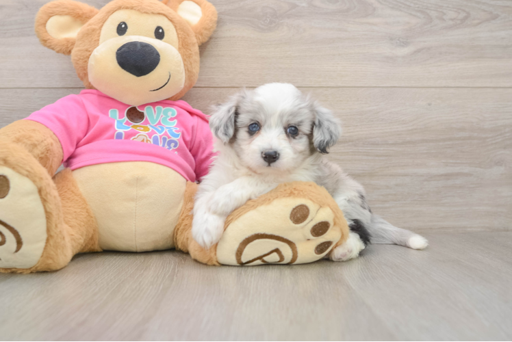 Aussiechon Puppy for Adoption