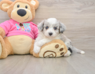 6 week old Aussiechon Puppy For Sale - Premier Pups