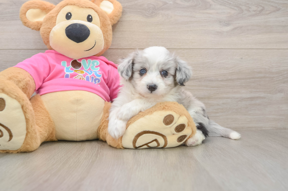 Aussiechon Puppy for Adoption