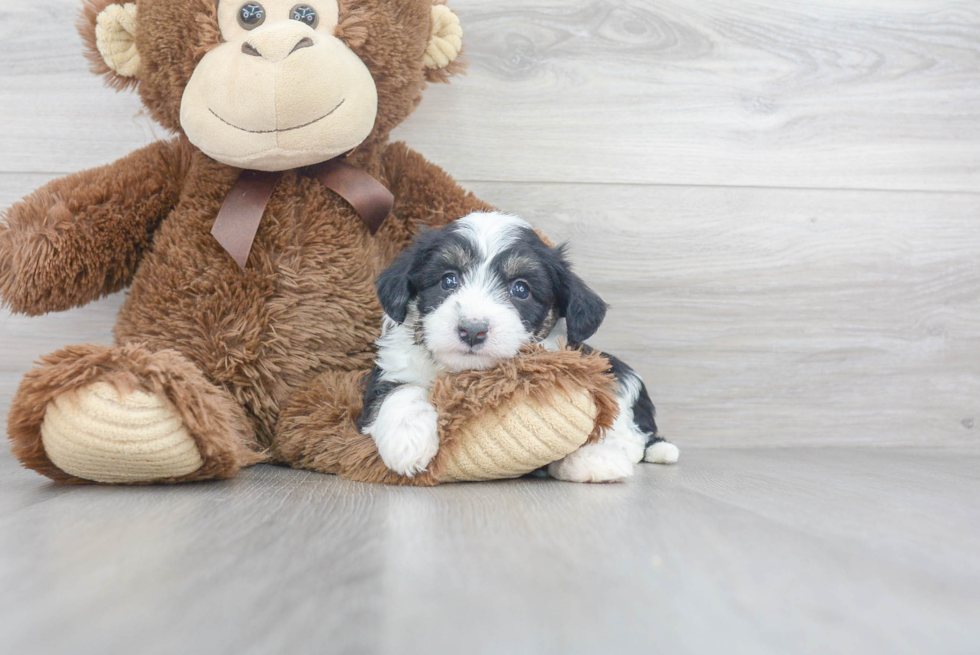 Popular Aussiechon Designer Pup