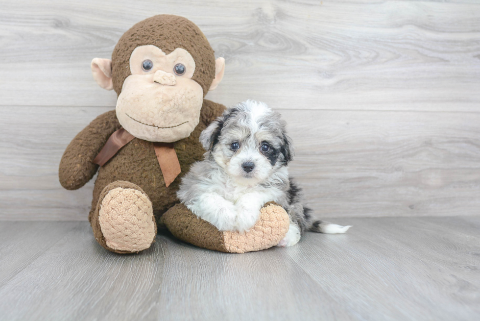 Fluffy Aussiechon Designer Pup