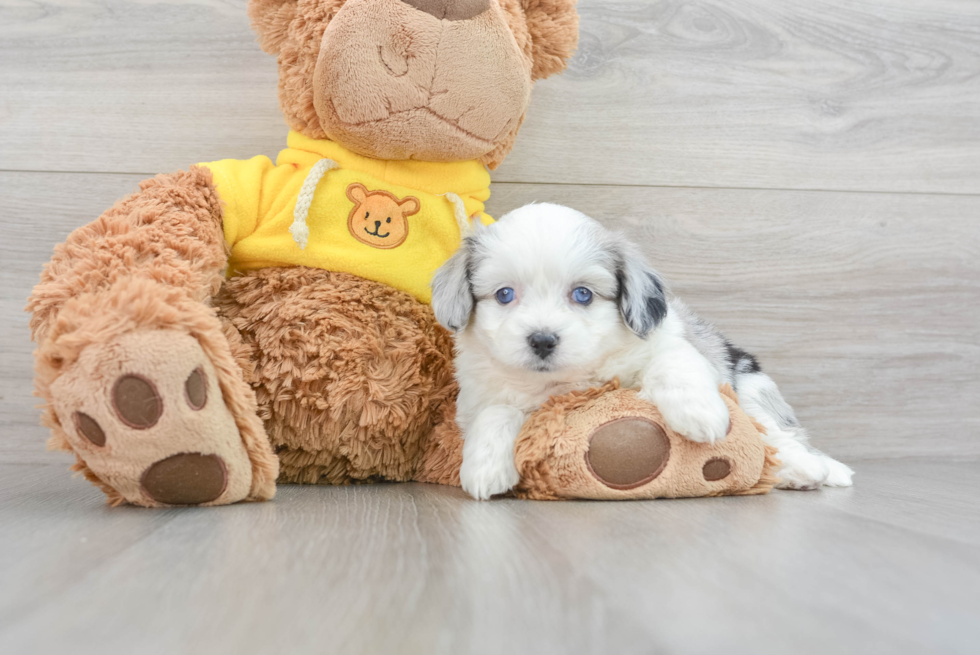 Fluffy Aussiechon Designer Pup