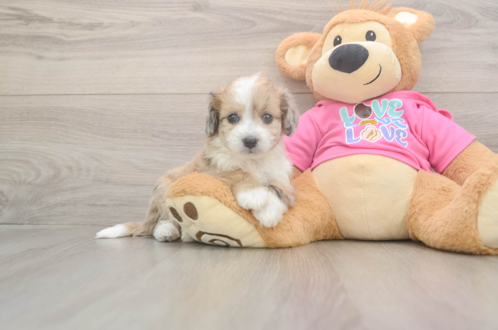 5 week old Aussiechon Puppy For Sale - Premier Pups