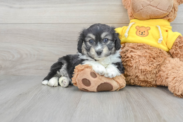 Fluffy Aussiechon Designer Pup