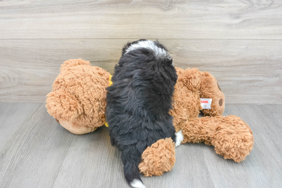 Smart Aussiechon Designer Pup