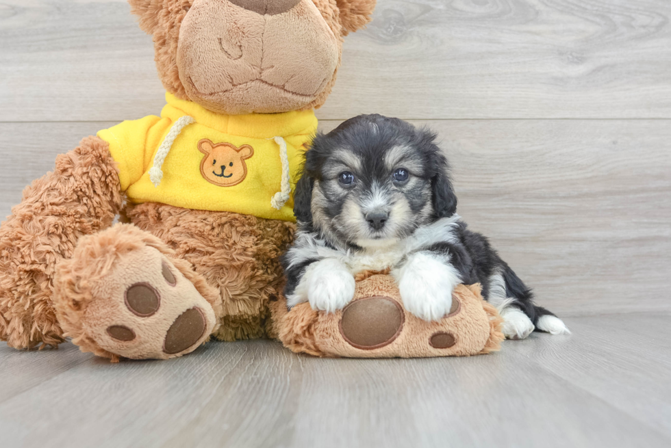 Playful Australian Designer Puppy