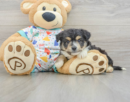 7 week old Aussiechon Puppy For Sale - Premier Pups