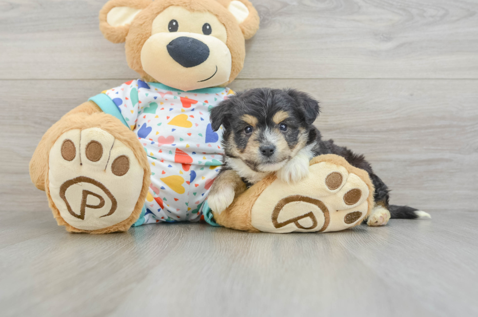 5 week old Aussiechon Puppy For Sale - Premier Pups
