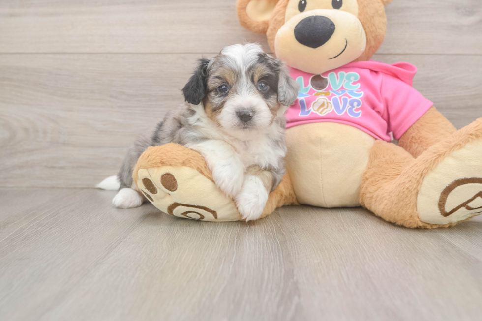 Adorable Aussie Bichon Designer Puppy