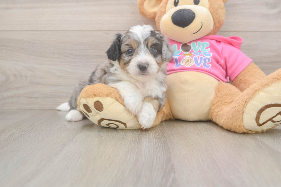 5 week old Aussiechon Puppy For Sale - Premier Pups