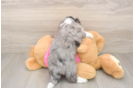 Playful Aussie Bichon Designer Puppy
