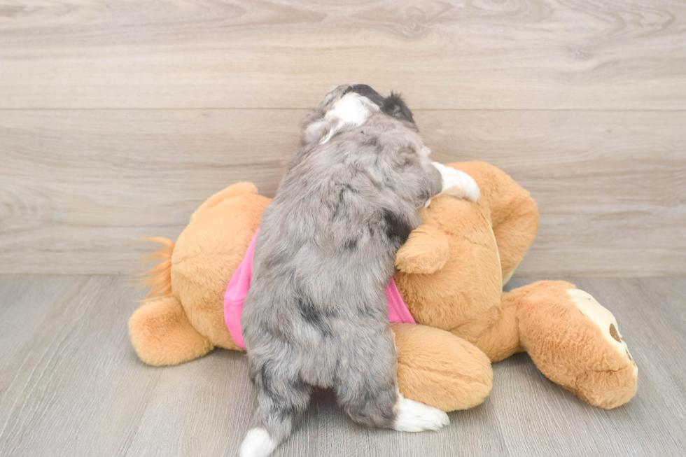 Playful Aussie Bichon Designer Puppy