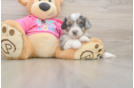 Aussiechon Puppy for Adoption