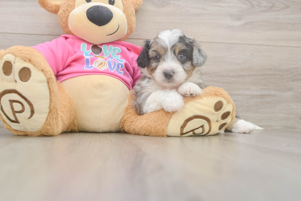 Aussiechon Puppy for Adoption