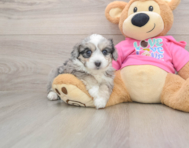 5 week old Aussiechon Puppy For Sale - Premier Pups