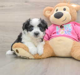 6 week old Aussiechon Puppy For Sale - Premier Pups