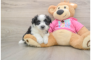 Aussiechon Pup Being Cute