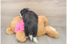 Aussiechon Pup Being Cute