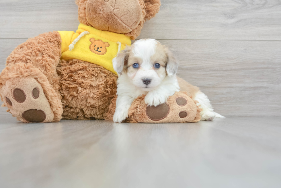 Aussiechon Puppy for Adoption