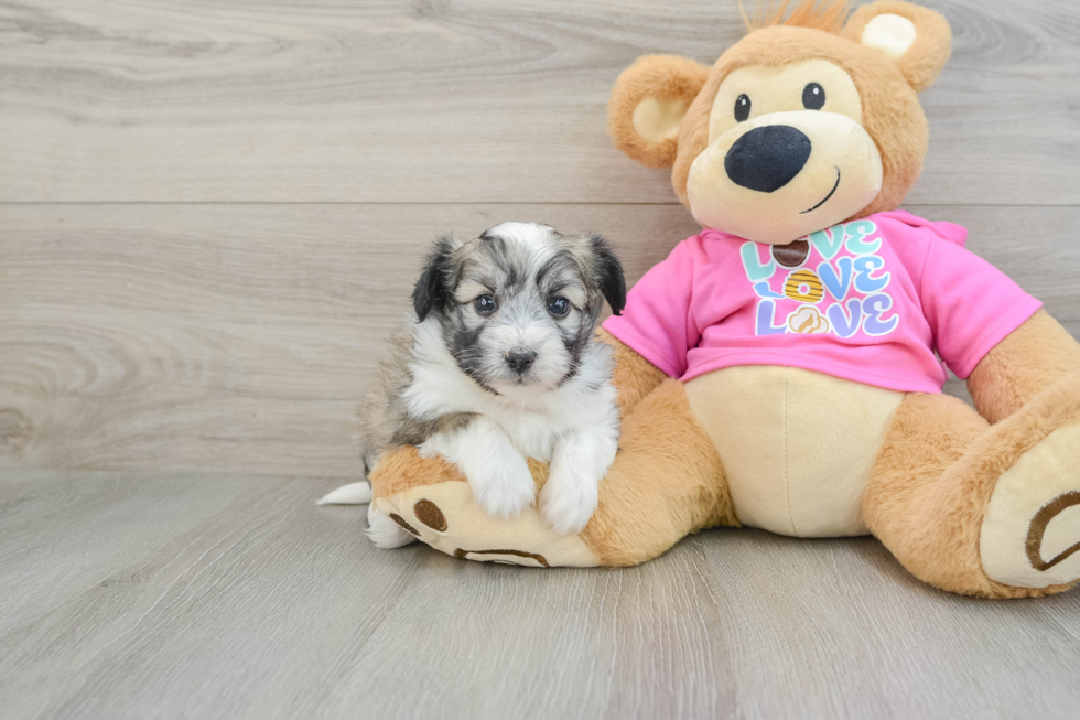 Aussiechon Pup Being Cute