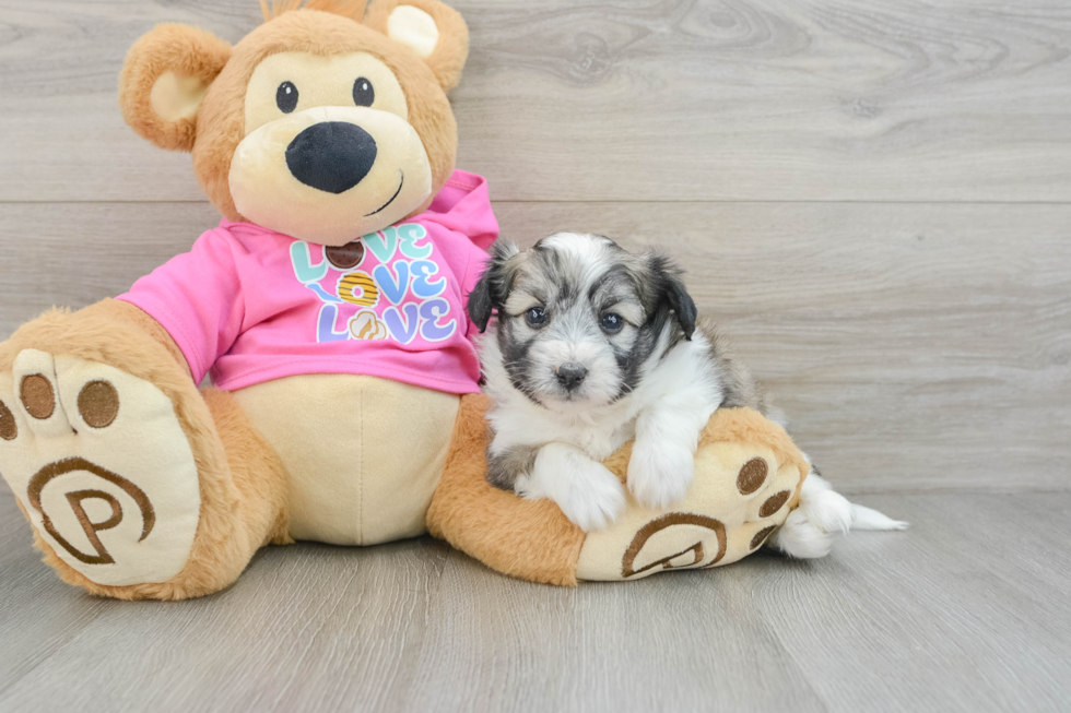 Playful Aussie Bichon Designer Puppy