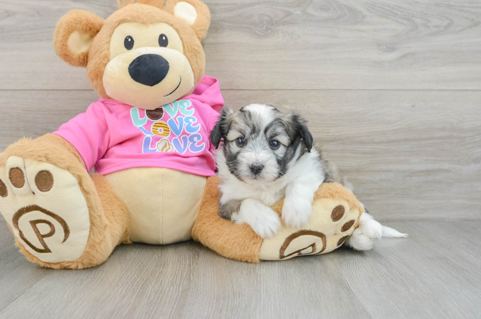 5 week old Aussiechon Puppy For Sale - Premier Pups