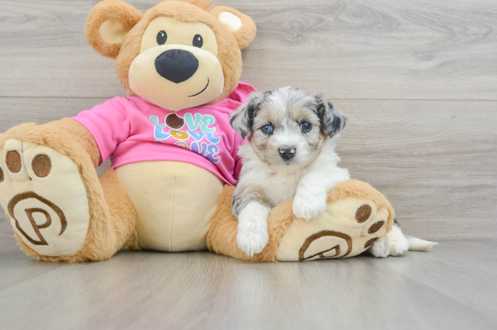 5 week old Aussiechon Puppy For Sale - Premier Pups