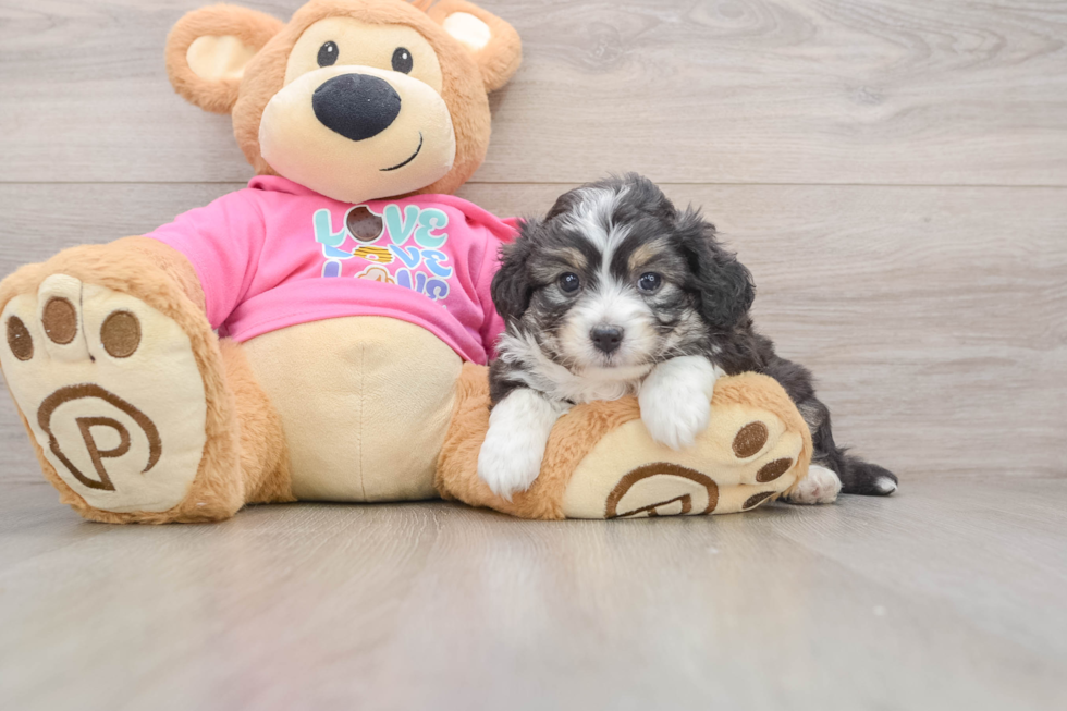 Aussiechon Pup Being Cute