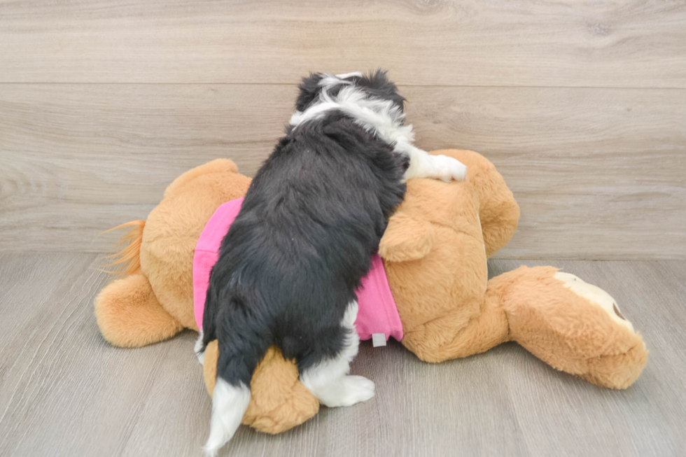 Aussiechon Puppy for Adoption