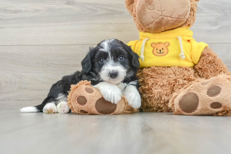 Popular Aussiechon Designer Pup