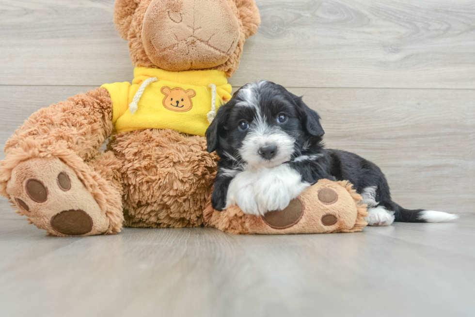 Adorable Aussie Bichon Designer Puppy