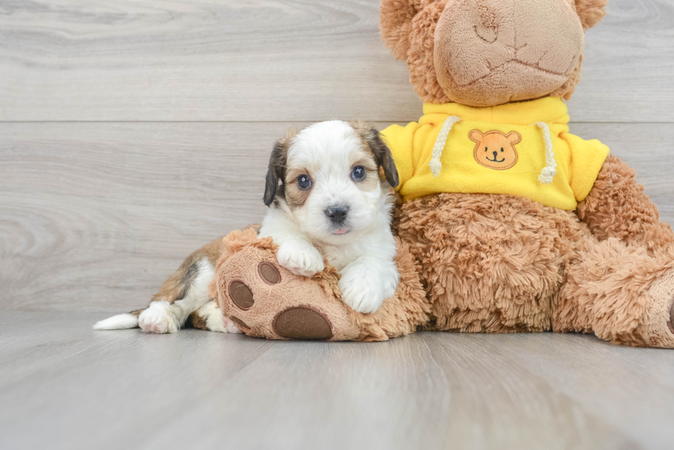 Aussiechon Puppy for Adoption