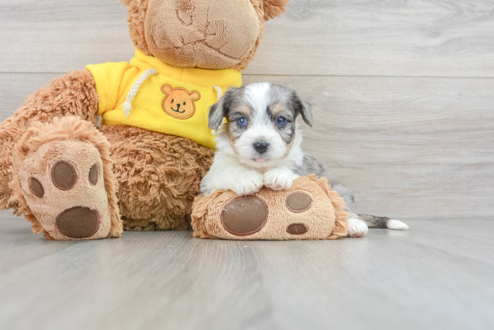 Aussiechon Pup Being Cute